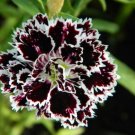 50 Dianthus Velvet N Lace Seeds Fresh Garden