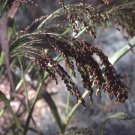 Violet Panic Grass 100 Ornamental Grass Seeds Fresh Garden Violet Panic Grass 100 Ornamental Grass Seeds Fresh Garden