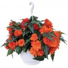 Begonia Nonstop Joy Orange Semi Trailing 15 pelleted Seeds Fresh Garden
