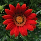 Gazania Big Kiss Red 50 Flower Seeds Fresh Garden