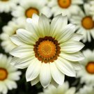 Gazania Big Kiss White 50 Flower Seeds Fresh Garden