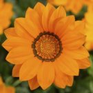 Gazania Big Kiss Orange 50 Flower Seeds Fresh Garden