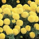 Marigold African Marigold Inca Primrose 25 Large Blooms Seeds Fresh Garden