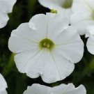 Petunia Shock Wave White 25 Pelleted Seeds Fresh Garden
