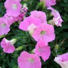 Petunia Shock Wave Pink Shades 25 Pelleted Seeds Fresh Garden