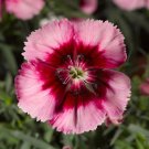 50 Pelleted Dianthus Venti Parfait Crimson Eye Seeds Fresh Garden