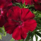 50 Pelleted Dianthus Venti Parfait Crimson Seeds Fresh Garden