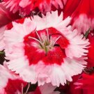 50 Pelleted Dianthus Venti Parfait Strawberry Seeds Fresh Garden