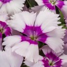 50 Pelleted Dianthus Venti Parfait Blueberry Eye Seeds Fresh Garden