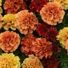 Marigold 50 Marigold Strawberry Blonde Seeds Fresh Garden