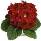 Non Pelleted Gloxinia Gloxinia Avanti Scarlet 25 Seeds Fresh Garden