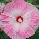 Hibiscus Honeymoon Light Rose Hardy Hibiscus 15 Seeds Fresh Garden