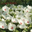 50 Hibiscus Luna White HARDY HIBISCUS Seeds Fresh Garden