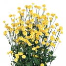 Matricaria 50 Pelleted Matricaria Victory Double Yellow Tanacetum Seeds Fresh Garden