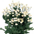 Matricaria 50 Pelleted Matricaria Victory Double White Tanacetum Seeds Fresh Garden