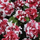 Pelleted Petunia Double Madness Red White 50 Pelleted Seeds Fresh Garden