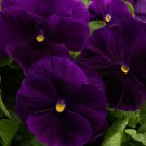 50 Pansy Majestic Giant Clear Purple Flower Seeds Fresh Garden