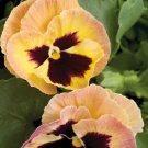 50 Pansy Majestic Giant Blotch Sherry Flower Seeds Fresh Garden