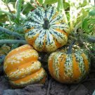 Squash Festival Hybrid 25 Winter Squash Seeds Fresh Garden