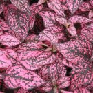 50 Hypoestes Hypoestes Confetti Rose Seeds Fresh Garden