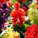 Salvia Salvia Mojave Formula Mix 50 Flower Seeds Fresh Garden