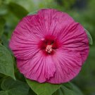 Hibiscus Honeymoon Rose Hardy Hibiscus 15 Seeds Fresh Garden
