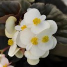Begonia Babywing White Bronze Leaf 15 Pelleted Begonia X hybrida Seeds Fresh Garden