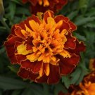 50 Marigold French Bonanza Harmony Flower Seeds Fresh Garden