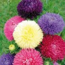 Aster Gala Mix 100 Cut Flower Seeds Fresh Garden