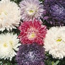 Aster Ball Florist Mix 100 Cut Flower Seeds Fresh Garden