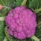 Cauliflower 25 Cauliflower Depurple Purple Cauliflower Seeds Fresh Garden