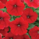 Petunia Trilogy Rouge Trailing Petunia 25 Pelleted Seeds Fresh Garden