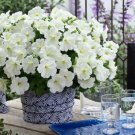 Petunia Trilogy Lime Trailing Petunia 25 Pelleted Seeds Fresh Garden