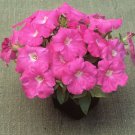 Petunia Trilogy Rose Trailing Petunia 25 Pelleted Seeds Fresh Garden