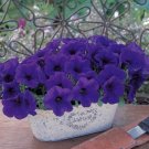 Trilogy Blue Trailing Petunia 25 Pelleted Petunia Seeds Fresh Garden