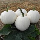Pumpkin Casper White Pumpkin 25 Seeds Fresh Garden