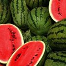 100 Jubilee Watermelon Jubilee Watermelon Seeds Fresh Garden