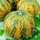 Pumpkin 25 Pepitas Pepo Seeds Fresh Garden