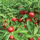 100 Red Sweet Cherry Pepper Sweet Pepper Seeds Fresh Garden