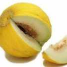 200 Melon Casaba Melon Seeds Fresh Garden