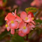 Begonia Babywing Bicolor 15 Pelleted Begonia X hybrida Seeds Fresh Garden