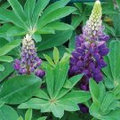 Lupine Lupini Blue Shades 25 Lupinus Seeds Fresh Garden