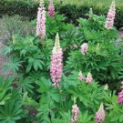 Lupine Lupini Pink Shades 25 Lupinus Seeds Fresh Garden