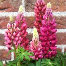 Lupine Lupini Red 25 Lupinus Seeds Fresh Garden
