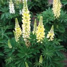 Lupine Lupini Yellow 25 Lupinus Seeds Fresh Garden