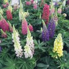 Lupine Lupini Mix 25 Lupinus Seeds Fresh Garden