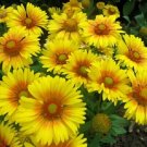Gaillardia Gaillardia Arizona Apricot 50 Seeds Fresh Garden