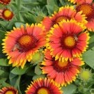 Gaillardia Gaillardia Arizona Sun 50 Seeds Fresh Garden