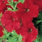 50 Pelleted Supercascade Red Petunia Seeds Fresh Garden