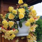 15 Begonia Illumination Lemon Pelleted flower Seeds Fresh Garden